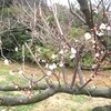 梅