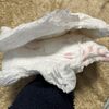 ムーニーとマミーポコを徹底比較｜違いは重さ3.5gと厚みだった【実測レビュー】