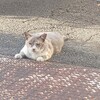 早朝の猫に学ぶ