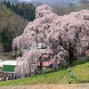 いつ見ても圧倒される　三春の滝桜