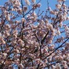 金比羅山 掌禅寺 ( 金龍桜 ) 〜峠池の鴨