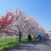 桜まみれの土曜日・後編