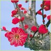 如懿伝79話感想/皇帝の愛と凌雲徹の思慕と