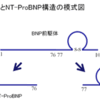 BNP遺伝子