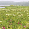 原生花園へ（7月1日）