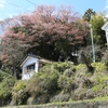 黒磯稲荷神社の山桜・・