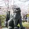 狛犬と桜「中村神社」