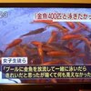 金魚４００匹と・・・