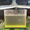 メダカはゾウリムシだけで育つのか