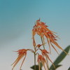 Bulbophyllum taiwanense