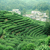 中国で最も飲まれているお茶の故郷へ。高級茶を求めて龍井村に行こう！