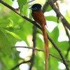 アフリカサンコウチョウ(African Paradise Flycatcher)