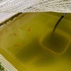 メダカシーズン開幕の兆し🐟✨今シーズンもマイペースにメダ活楽しみます！
