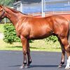 １３日に栗東・清水厩舎へ。次走は２８日の中京・芝１６００ｍを予定しています。☆ロードリライアブル