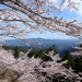 桜の吉野山 2024