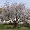 被爆桜(2世)、今年も元気に咲いています。