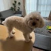手付きがプロ✂