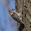 【野鳥撮影】コゲラ、シジュウカラ、ダイサギ