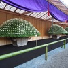 重陽の節供と千輪菊
