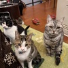 猫の手も借りたい。