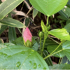 ハイビスカス　かろうじて越冬し開花