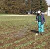 効果が薄れるので、農場経営者はもっと除草剤を使わなければならなくなる