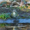 公園の野鳥達（１２月２８日）ルリビタキ