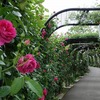 2023.5.14 フラワーパークのバラ満開