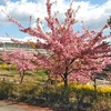 河津桜が見頃♪