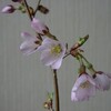 部屋の中で、お花見。桜の花