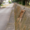 地元温泉街のねこさん