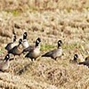 絶滅危惧種、野鳥シジュウカラガンが飛来（宮城県）