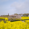 2019.04.07  白木峰の桜と菜の花を撮ってみたよ！