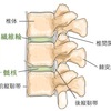 脊柱の構造〜椎骨・椎間板・脊髄〜