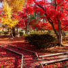 【絶景】紅葉狩りは健康•運動になるメリット•デメリット