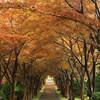 絶景のもみじトンネル！平岡樹芸センター（みどりーむ）見頃はいつ？2025年紅葉状況｜もみじ並木、見どころ、アクセス、駐車場、トイレ、休憩所、所要時間、開園時間、開園期間、写真（北海道札幌市清田区）