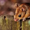 【米】さらなる残虐行為！ナンシー・メイス議員が政府の動物実験を暴露 