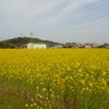 *～道の駅の菜の花・・・満開！！～*