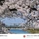 犀川河川敷の桜