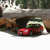 Sequoia National Park→Kings Canyon National Park