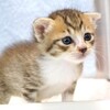 可愛いネコちゃんシリーズー6・・・