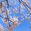 桜もっと咲いた