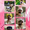 友達犬舎っ子ゆず君
