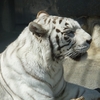 東武動物公園に行ったら半分ぐらい遊園地だった