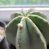 サボテンの花芽？