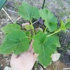 出た😳でっけえやつ🌱