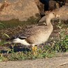 滋賀県長浜市）豊公園（２）。コハクチョウ、マガン、オナガガモ、マガモ、ホシハジロ、キンクロハジロ、カイツブリ、オオバン、イカル、カワラヒワ、シジュウカラ、コゲラ、ミサゴ、トビ。