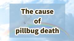 List of causes of pillbug death | How to raise them