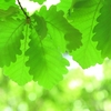 立夏　地球がもっと愛おしくなる