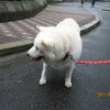 246大学犬はなちゃんの日常（その235）